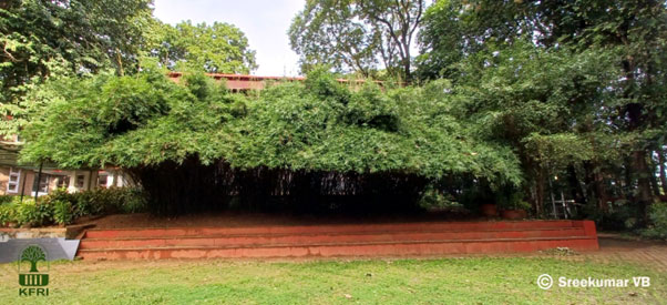 Bambusa multiplex planted as ornamental hedges